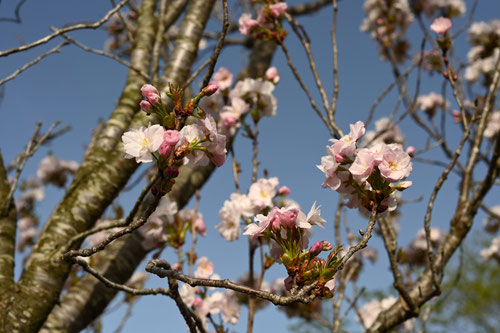 あまのがわざくら,花