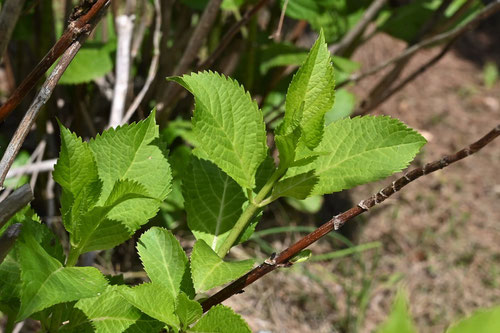 アジサイ 紫陽花 庭木図鑑 植木ペディア