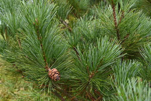 Siberian dwarf pine