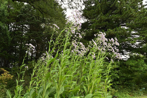 背が高い薄紫の花