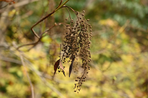 りょうぶ,リョウブ,植物