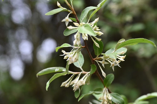 アキグミの花,画像,庭木図鑑