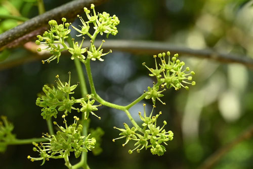 nigaki tree