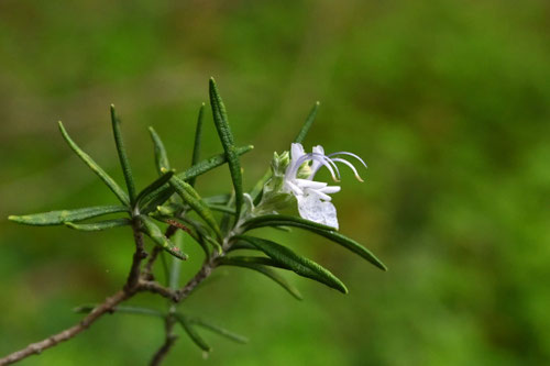ろーずまりー,マンネンロウの花