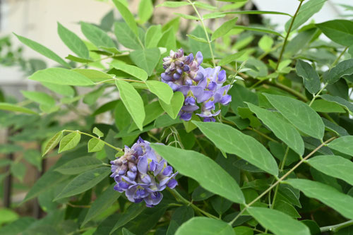 あめりかふじ,植物