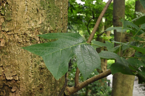 ユリノキ,Chinese tulip tree