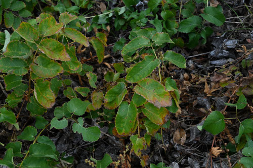 ワレモコウ,植物,われもこう