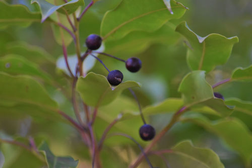 ソヨゴ,そよご,庭木,実