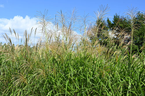 Japanese pampas grass