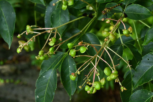 ゴンズイ,狐の茶袋,樹木,ごんずい
