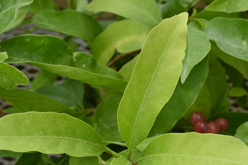 はなしんぼうぎ,植物,ハナシンボウギ