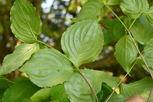 Japanese Dogwood,Kousa Tree