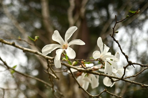 キタコブシの木にはどんな花が咲きますか