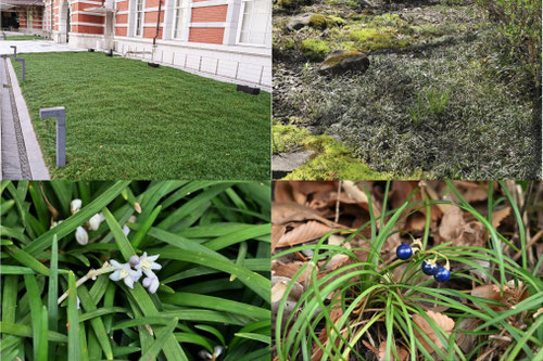 グランドカバー