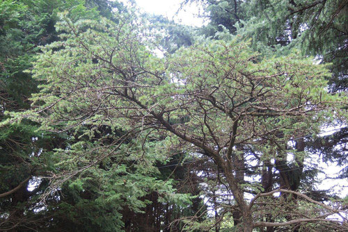 小石川植物園,アトラスシーダー,あとらすしーだー