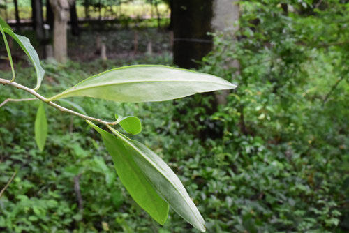 ナツボウズ 木 葉っぱ