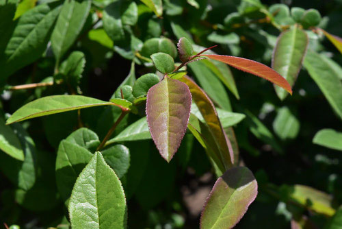 Flowering quince,leaf