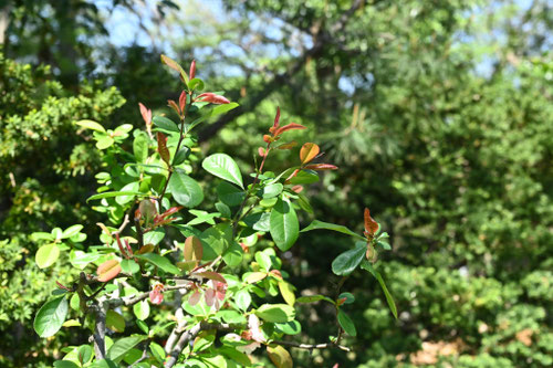 ボケの木の花,Flowering quince,leaf