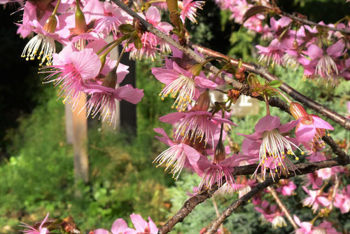 ヒマラヤサクラ,開花時期