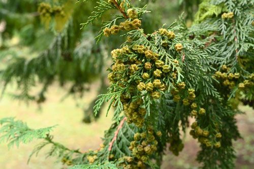 ヒノキ（檜） - 庭木図鑑 植木ペディア