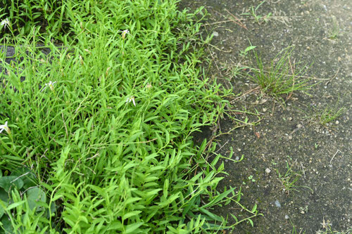 Chinese lobelia