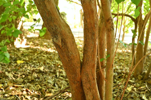 オンツツジの木,おんつつじ