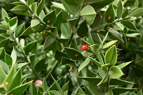 海辺に生えているトゲトゲの木