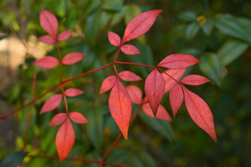 Nandina