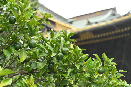 橘,たちばな,タチバナ