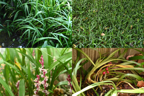 常緑のグランドカバー,何を植えたらいいですか