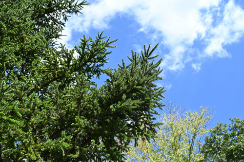 Sakhalin spruce,アカエゾマツ