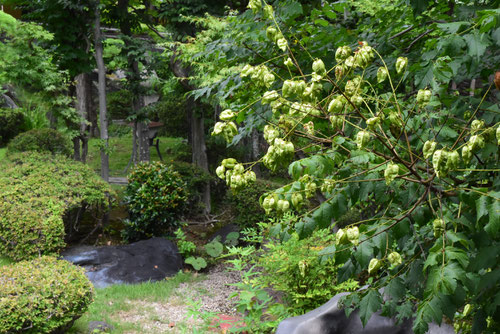 もくげんじ,植物