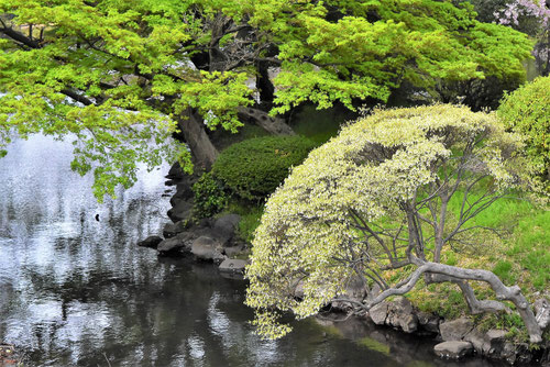 ドウダンツツジ,どうだんつつじ,特徴