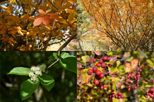 紅葉する木の一覧
