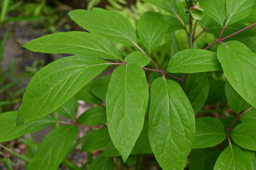 山芍薬