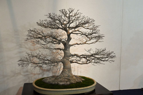 ヤマモミジ,bonsai,yamamomiji