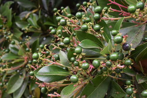 tabu tree,fruits