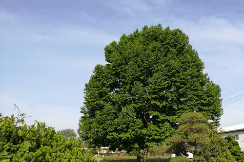 こぶしの花,コブシの木,辛夷,庭木,画像