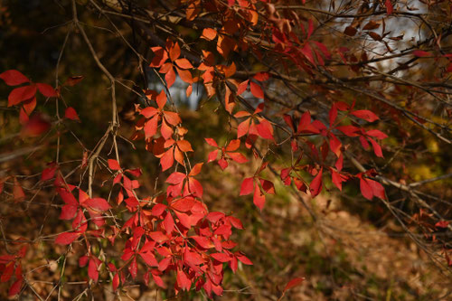 ドウダンツツジ,どうだんつつじ,紅葉時期