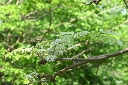寒冷地の植栽