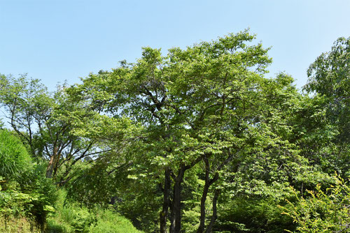 えどひがん,江戸彼岸桜,夏