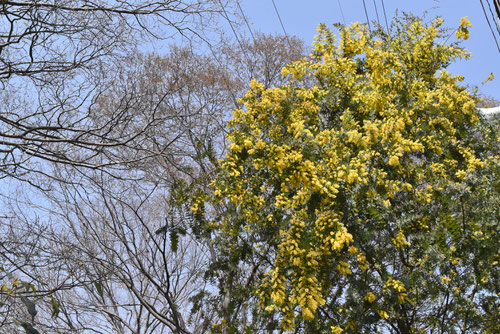 wattle in Japan