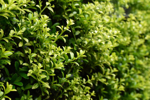 垣根向けの植木,おすすめ