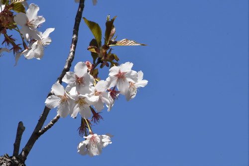 山豆桜,やままめざくら