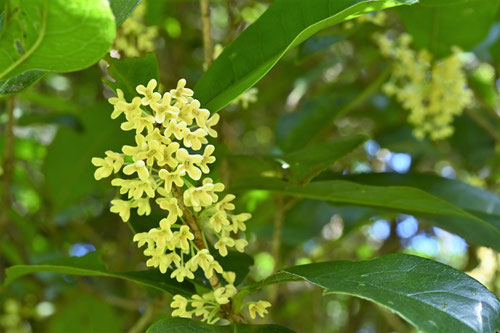 ぎんもくせいの花,ギンモクセイ