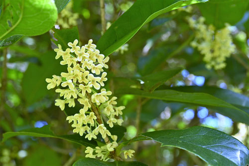 銀木犀,ぎんもくせいの花,ギンモクセイ