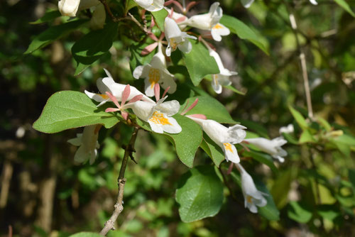 オオツクバネウツギの木の花,おおつくばねうつぎ