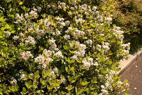 シャリンバイ,しゃりんばい,花言葉,車輪梅
