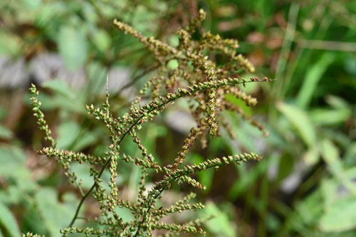 トリアシ,山菜