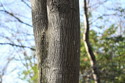 persian silk tree